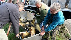 Ryby pro Luhaovickou pehradu dorazily ze sádek v Koryanech.