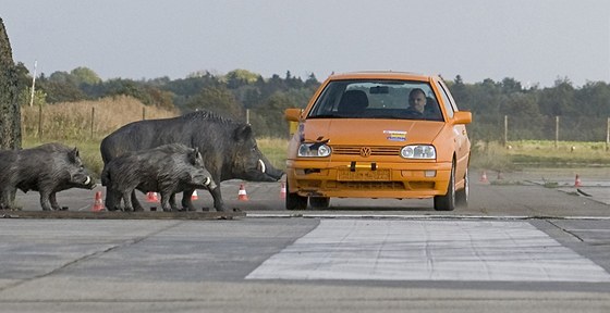 Crashtest auto vs. divoák