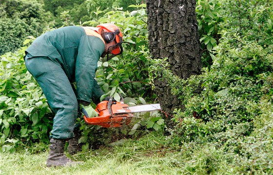 Firma Lesy ČR musí dělat zásahy pro udržení zdravého lesa. Ilustrační foto