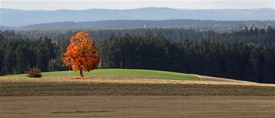 Trik, který znají malíi i fotografové: kdyby strom za sebou neml temné hradby