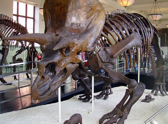 V Kanad nali nový druh dinosaura rodu rodu Ceratopsidae. Na snímku je rekonstuovaná kostra píbuzného triceratopse