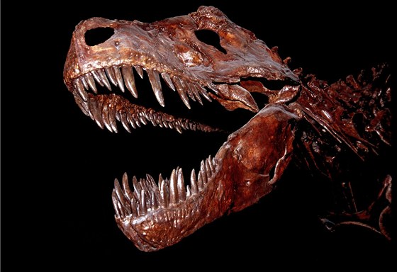 Tyrannosaurus rex si získal popularitu jako jeden z největších známých dravců v
