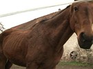 Jeden z vyhladovlých koní v jezdeckém klubu v obci Chvojen na Beneovsku