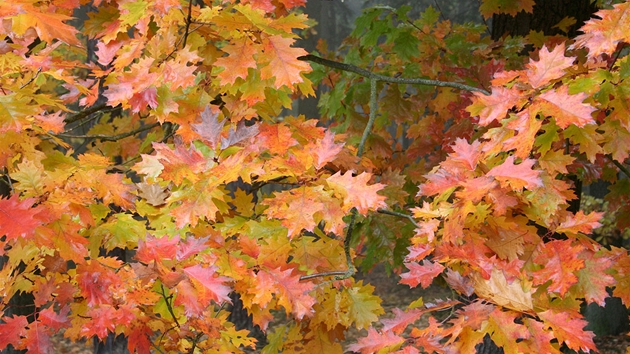 I když je slunce schováno za závojem mlhy, září Kokotsko podzimní paletou barevného listí.