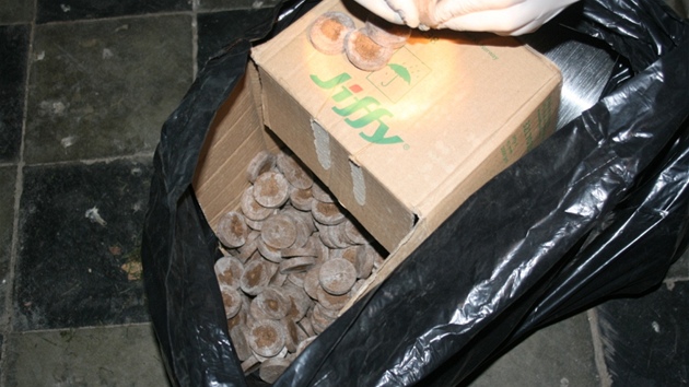 Policist odhalili na Novojinsku pstrnu marihuany. Uvnit nali jak rostliny, a to zsti nabalen, tak i technologick zazen. (25. jna 2012)