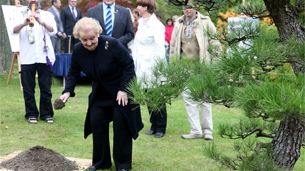 Madeleine Albrightová se vysazením vzácné bonsaje zapojila do projektu Koeny