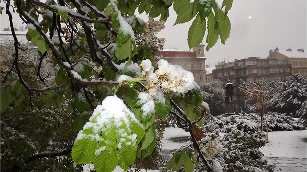 Riegrovy sady. Najdete tu rozkvetlé ka�tany pokryté sn�hem.