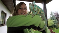 Chameleon �ije v Pátku ji� rok. Majitele se najít nepoda�ilo.