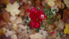 Ilustra�ní snímek