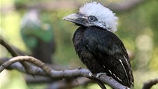 Mlád� zoboro�ce b�lovlasého, které se vylíhlo ve zlínské zoo.
