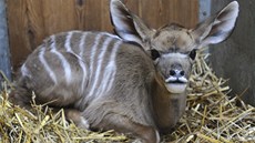V plze�ské zoo p�edstavili mlád� Kudu velkého.