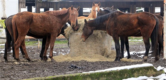 Koňům z Rousínova by mohla k lepší péči pomoci nová dražba. Ilustrační snímek