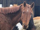 O jezdecký klub se kvli zuboenému stavu koní zajímá veterinární správa.