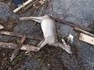 Mrtvá srnka, kterou boue Sandy zahubila nedaleko Southamptonu (30. íjna 2012)