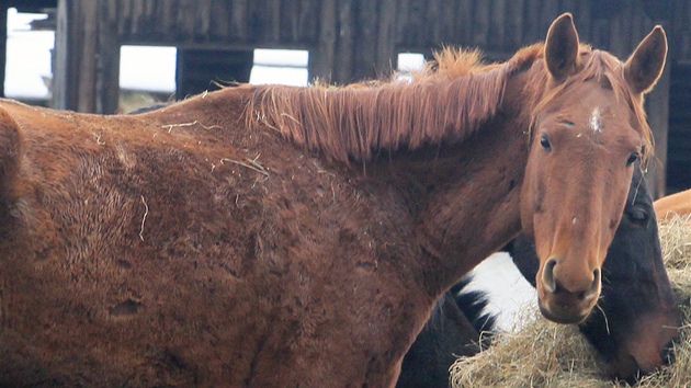 O jezdeck klub se kvli zuboenmu stavu kon zajm veterinrn sprva.