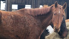 O jezdecký klub se kvli zuboenému stavu koní zajímá veterinární správa.