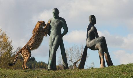 Gepardi v praské zoo mají nové spolubydlící: sousoí nazvané Pastevci gepard.