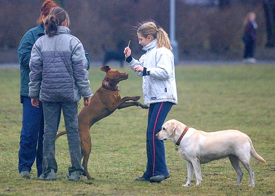 Majitelé psů v Českých Budějovicích se už nebudou moci vymlouvat, že nemají