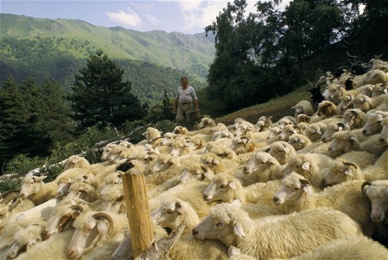Tam, kde se po kavkazských pastvinách nyní prohánjí ovce, by se v budoucnu