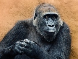Gorila Kamba ve svých čytyřiceti letech čeká mládě. Na snímku je ve venkovním...