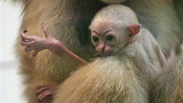 V ostravsk zoologick zahrad se narodilo mld gibbona blolcho.