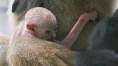 V ostravské zoologické zahrad se narodilo mlád gibbona blolícího.