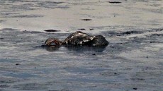 Marný záijový labutí boj s jedovatým bahnem v ropné lagun v Ostrav.