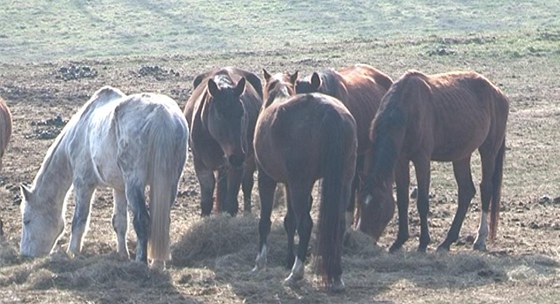 ásti týraných koní z Chvojena se ujal chovatel v Tuchyni.