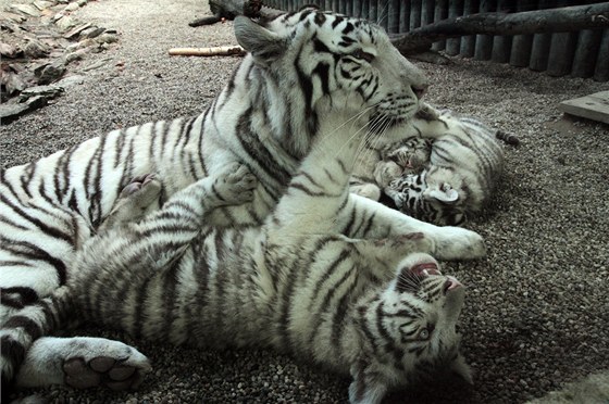 Mláata bílých tygr. 