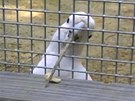 Papouek kakadu jménem Figaro si v kleci najde materiál vhodný na "výrobu"...