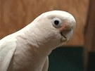 ikovný papouek Figaro vypadá jako kterýkoliv jiný kakadu, ale narozdíl od...