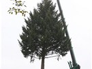 Pevoz vánoního stromu pro Olomouc zajiovala stavební firma, který má k