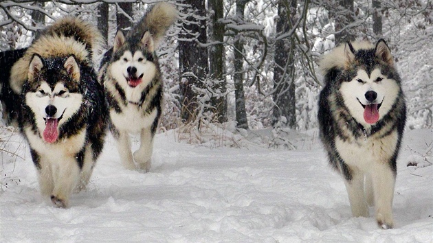 Smečka Aljašských malamutů radostně pobíhá zasněženým Klánovickým lesem na okraji Prahy. (2. prosince 2010)