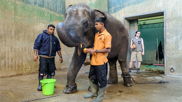 Slonice vprask karantn, kter vznikla vprostorch nkdejho pavilonu velkch savc Zoo Praha. 