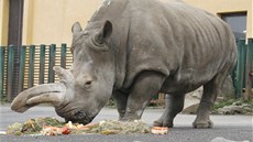 Samice Zamba byla poslední z nosoroc, kteí v Ústí ili od roku 1980.
