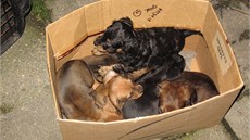 �est �t��at na�el za vraty mu� z Kladna. Strá�níci zví�ata p�evezli do útulku