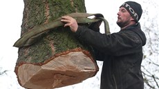 Kácení douglasky tisolisté, která ozdobí pes svátky olomoucké Horní námstí,...