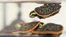 Malých želviček dlouhokrček červenobřichých se v jihlavské zoo narodilo hned 15