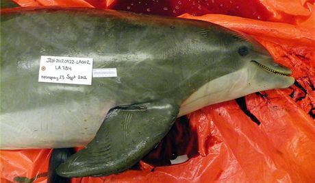 Tlo zasteleného delfína, které ochránci pírody nali v záí na ostrov Elmer