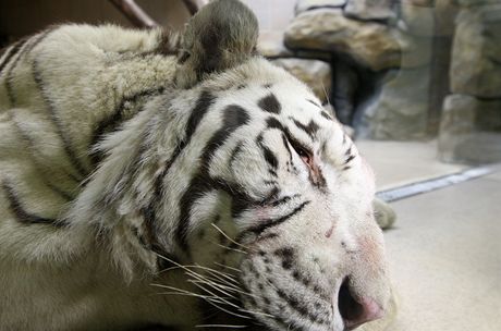 Omámený tygr Paris poté, co dostal dávku z uspávací puky.