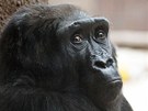 Kamba je zkuená tyicetiletá gorilí samice, která má úasný vztah k mláatm.