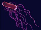 Bakterie rodu Salmonella 