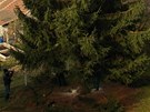 Kácení vánoního stromku pro Plze v ernicích.