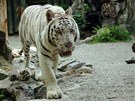 Tygr Paris, kter� za�to�il na o�et�ovatele. 