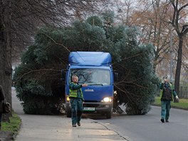 Převoz a vztyčení vánočního stromu v Karlových Varech. Tradiční prostranství ve...