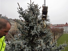 Pevoz a vztyení vánoního stromu v Karlových Varech. Tradiní prostranství ve...
