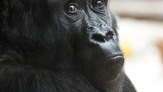 Kamba je zkušená čtyřicetiletá gorilí samice, která má úžasný vztah k mláďatům.