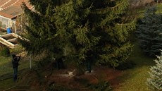 Kácení vánoního strom,u pihlíely desítky obyvatel ernic. Velký záitek to byl zejména pro dti.