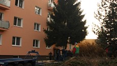 Kácení vánoního strom,u pihlíely desítky obyvatel ernic. Velký záitek to byl zejména pro dti.