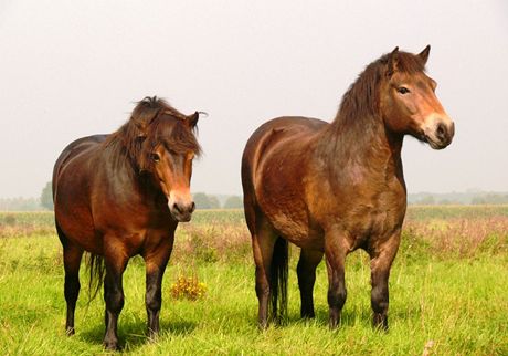 Exmoorský pony